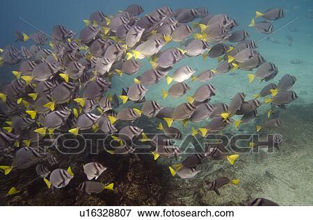 School of Surgeon fish (Zebrasoma flavescens) swimming underwater, Puerto Egas, Santiago Island, Galapagos Islands, Ecuador View Large Photo Image Stock Photo - School of Surgeon fish (Zebrasoma flavescens) swimming underwater, Puerto Egas, Santiago Island, Galapagos Islands, Ecuador. Fotosearch