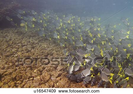 Stock Photo - School of Surgeon fish (Zebrasoma flavescens) swimming underwater, Puerto Egas, Santiago Island, Galapagos Islands, Ecuador. Fotosearch