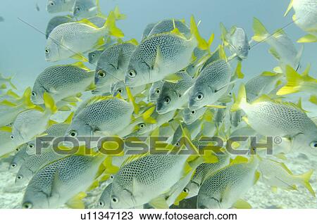 Stock Image - School of Yellow Tailed Grunt (Anisotremus Interruptus) fish swimming underwater, Santa Cruz Island, Galapagos Islands, Ecuador. Fotosearch