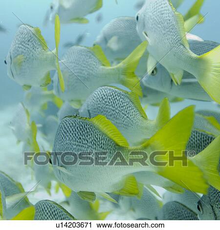 Stock Image - School of Yellow Tailed Grunt (Anisotremus Interruptus) fish swimming underwater, Santa Cruz Island, Galapagos Islands, Ecuador. Fotosearch