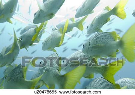 Stock Photography - School of Yellow Tailed Grunt (Anisotremus Interruptus) fish swimming underwater, Santa Cruz Island, Galapagos Islands, Ecuador. Fotosearch