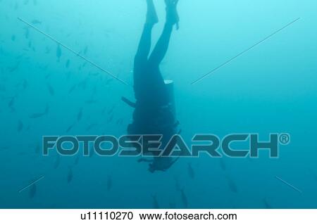 Scuba diver and fish swimming underwater, San Cristobal Island, Galapagos Islands, Ecuador View Large Photo Image Stock Image - Scuba diver and fish swimming underwater, San Cristobal Island, Galapagos Islands, Ecuador. Fotosearch