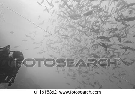 Scuba diver and fish swimming underwater, Santa Cruz Island, Galapagos Islands, Ecuador View Large Photo Image Stock Image - Scuba diver and fish swimming underwater, Santa Cruz Island, Galapagos Islands, Ecuador. Fotosearch