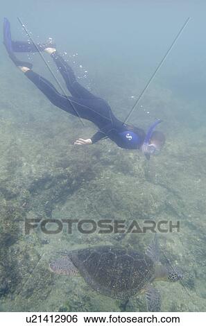 Scuba diver looking at a Sea turtle in the ocean, Puerto Egas, Santiago Island, Galapagos Islands, Ecuador View Large Photo Image Stock Photograph - Scuba diver looking at a Sea turtle in the ocean, Puerto Egas, Santiago Island, Galapagos Islands, Ecuador. Fotosearch