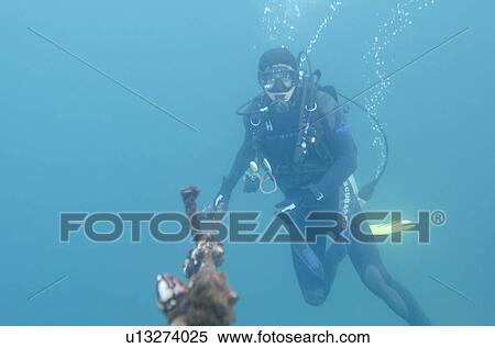 Scuba diver near Caragua wreck swimming underwater, San Cristobal Island, Galapagos Islands, Ecuador View Large Photo Image Stock Photography - Scuba diver near Caragua wreck swimming underwater, San Cristobal Island, Galapagos Islands, Ecuador. Fotosearch