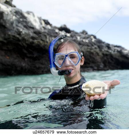 Stock Photo - Scuba diver showing a conch shell, Puerto Egas, Santiago Island, Galapagos Islands, Ecuador. Fotosearch
