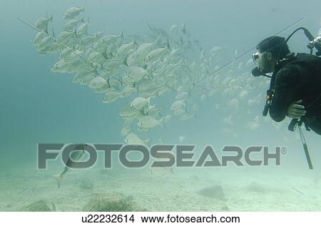 Scuba diver swimming underwater, Santa Cruz Island, Galapagos Islands, Ecuador View Large Photo Image Picture - Scuba diver swimming underwater, Santa Cruz Island, Galapagos Islands, Ecuador. Fotosearch