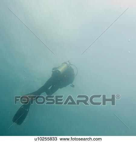 Scuba diver swimming underwater, Santa Cruz Island, Galapagos Islands, Ecuador View Large Photo Image Stock Image - Scuba diver swimming underwater, Santa Cruz Island, Galapagos Islands, Ecuador. Fotosearch