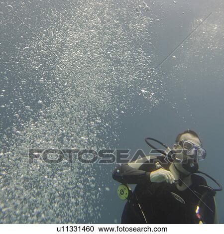 Scuba diver swimming underwater, Santa Cruz Island, Galapagos Islands, Ecuador View Large Photo Image Stock Image - Scuba diver swimming underwater, Santa Cruz Island, Galapagos Islands, Ecuador. Fotosearch