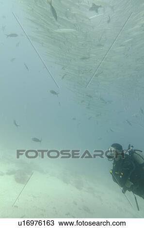 Stock Image - Scuba diver swimming underwater, Santa Cruz Island, Galapagos Islands, Ecuador. Fotosearch