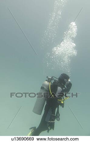 Scuba diver swimming underwater, Santa Cruz Island, Galapagos Islands, Ecuador View Large Photo Image Stock Photo - Scuba diver swimming underwater, Santa Cruz Island, Galapagos Islands, Ecuador. Fotosearch