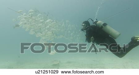 Stock Photo - Scuba diver swimming underwater, Santa Cruz Island, Galapagos Islands, Ecuador. Fotosearch