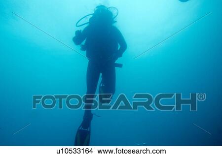 Scuba diver underwater, San Cristobal Island, Galapagos Islands, Ecuador View Large Photo Image Picture - Scuba diver underwater, San Cristobal Island, Galapagos Islands, Ecuador. Fotosearch