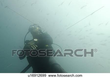 Stock Photo - Scuba diver underwater, Santa Cruz Island, Galapagos Islands, Ecuador. Fotosearch