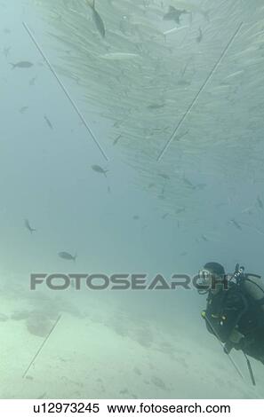 Stock Photography - Scuba diver underwater with barracuda, Santa Cruz Island, Galapagos Islands, Ecuador. Fotosearch