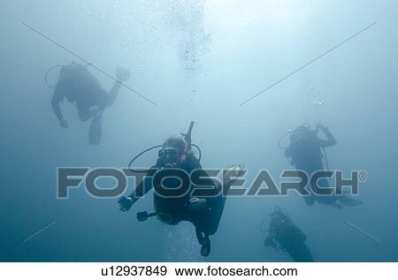Scuba divers swimming underwater, San Cristobal Island, Galapagos Islands, Ecuador View Large Photo Image Stock Photo - Scuba divers swimming underwater, San Cristobal Island, Galapagos Islands, Ecuador. Fotosearch
