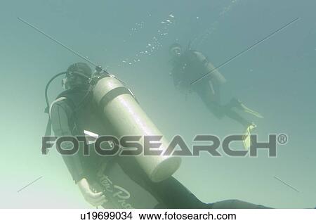 Picture - Scuba divers swimming underwater, Santa Cruz Island, Galapagos Islands, Ecuador. Fotosearch