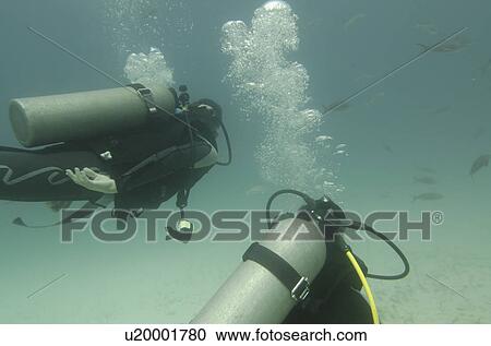 Stock Image - Scuba divers swimming underwater, Santa Cruz Island, Galapagos Islands, Ecuador. Fotosearch