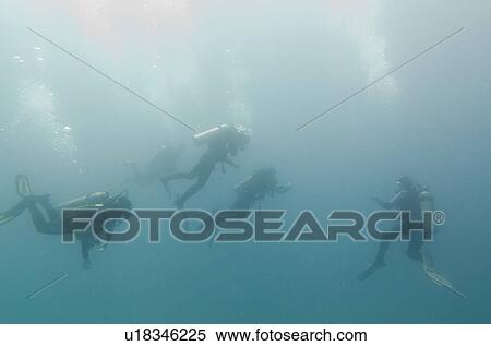 Stock Photography - Scuba divers swimming underwater, Santa Cruz Island, Galapagos Islands, Ecuador. Fotosearch
