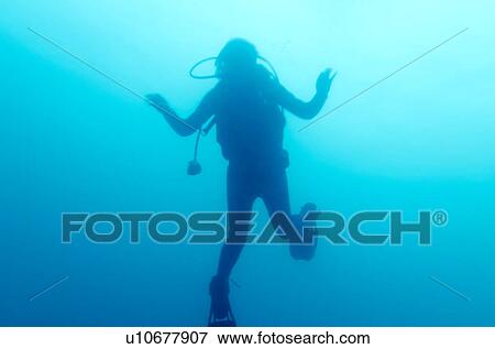 Scuba diving underwater, San Cristobal Island, Galapagos Islands, Ecuador View Large Photo Image Stock Photo - Scuba diving underwater, San Cristobal Island, Galapagos Islands, Ecuador. Fotosearch