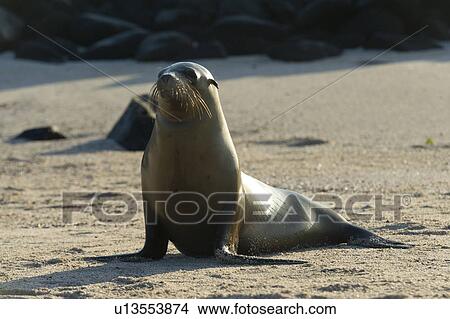 Sea lion on the beach, Punta Suarez, Espanola Island, Galapagos Islands, Ecuador View Large Photo Image Picture - Sea lion on the beach, Punta Suarez, Espanola Island, Galapagos Islands, Ecuador. Fotosearch