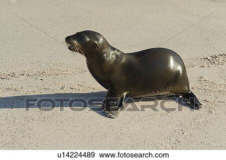 Sea lion on the beach, Punta Suarez, Espanola Island, Galapagos Islands, Ecuador View Large Photo Image Stock Photo - Sea lion on the beach, Punta Suarez, Espanola Island, Galapagos Islands, Ecuador. Fotosearch