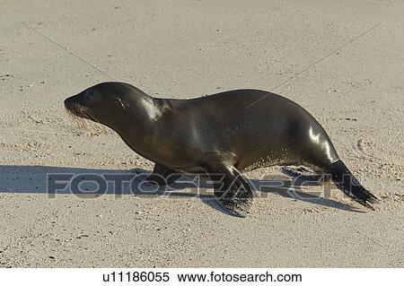 Sea lion on the beach, Punta Suarez, Espanola Island, Galapagos Islands, Ecuador View Large Photo Image Stock Photography - Sea lion on the beach, Punta Suarez, Espanola Island, Galapagos Islands, Ecuador. Fotosearch
