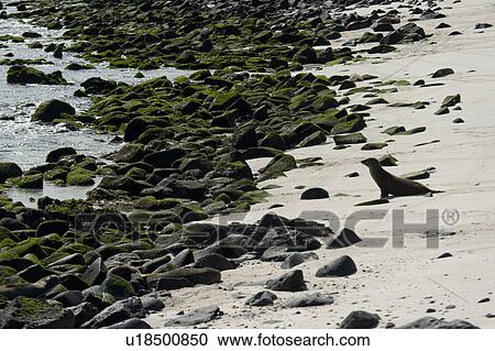 Stock Image - Sea lions on the beach, Punta Suarez, Espanola Island, Galapagos Islands, Ecuador. Fotosearch