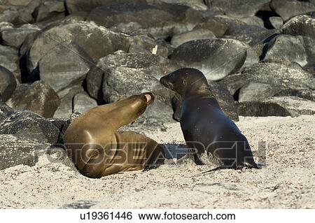 Sea lions on the beach, Punta Suarez, Espanola Island, Galapagos Islands, Ecuador View Large Photo Image Stock Photograph - Sea lions on the beach, Punta Suarez, Espanola Island, Galapagos Islands, Ecuador. Fotosearch