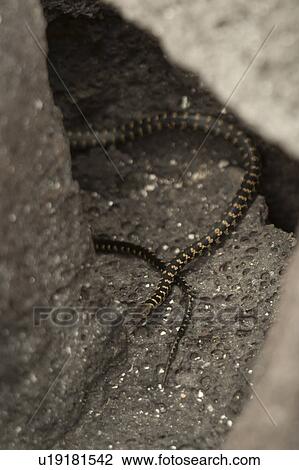 Sea snake, Punta Espinoza, Fernandina Island, Galapagos Islands, Ecuador View Large Photo Image Stock Image - Sea snake, Punta Espinoza, Fernandina Island, Galapagos Islands, Ecuador. Fotosearch