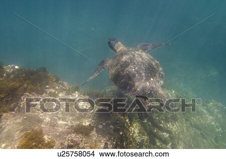 Sea turtle swimming underwater, Tagus Cove, Isabela Island, Galapagos Islands, Ecuador View Large Photo Image Picture - Sea turtle swimming underwater, Tagus Cove, Isabela Island, Galapagos Islands, Ecuador. Fotosearch