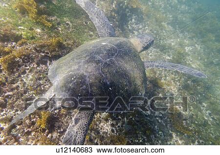 Sea turtle swimming underwater, Tagus Cove, Isabela Island, Galapagos Islands, Ecuador View Large Photo Image Stock Image - Sea turtle swimming underwater, Tagus Cove, Isabela Island, Galapagos Islands, Ecuador. Fotosearch