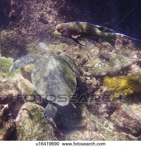 Sea turtle swimming underwater, Tagus Cove, Isabela Island, Galapagos Islands, Ecuador View Large Photo Image Stock Image - Sea turtle swimming underwater, Tagus Cove, Isabela Island, Galapagos Islands, Ecuador. Fotosearch