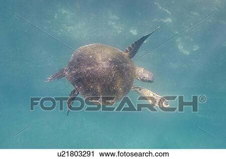 Sea turtle swimming underwater, Tagus Cove, Isabela Island, Galapagos Islands, Ecuador View Large Photo Image Stock Image - Sea turtle swimming underwater, Tagus Cove, Isabela Island, Galapagos Islands, Ecuador. Fotosearch