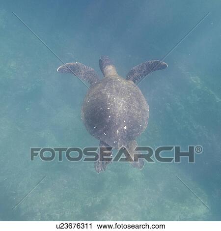 Sea turtle swimming underwater, Tagus Cove, Isabela Island, Galapagos Islands, Ecuador View Large Photo Image Stock Image - Sea turtle swimming underwater, Tagus Cove, Isabela Island, Galapagos Islands, Ecuador. Fotosearch