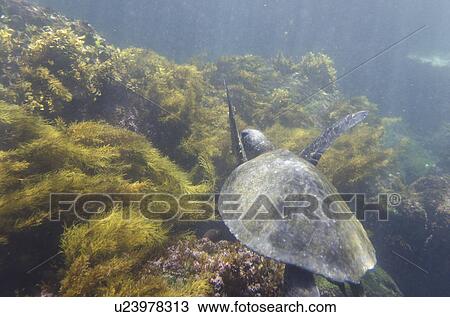 Stock Image - Sea turtle swimming underwater, Tagus Cove, Isabela Island, Galapagos Islands, Ecuador. Fotosearch