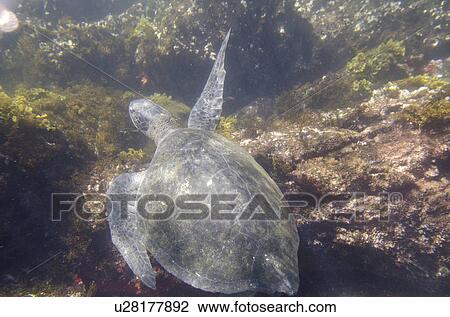 Sea turtle swimming underwater, Tagus Cove, Isabela Island, Galapagos Islands, Ecuador View Large Photo Image Stock Image - Sea turtle swimming underwater, Tagus Cove, Isabela Island, Galapagos Islands, Ecuador. Fotosearch