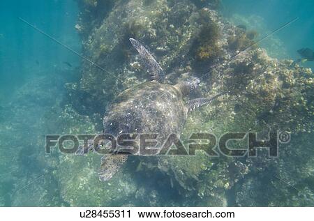 Stock Image - Sea turtle swimming underwater, Tagus Cove, Isabela Island, Galapagos Islands, Ecuador. Fotosearch