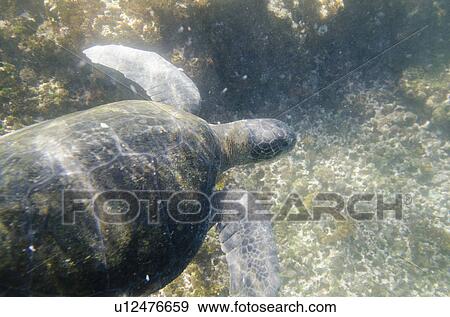 Stock Photo - Sea turtle swimming underwater, Tagus Cove, Isabela Island, Galapagos Islands, Ecuador. Fotosearch