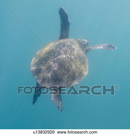 Sea turtle swimming underwater, Tagus Cove, Isabela Island, Galapagos Islands, Ecuador View Large Photo Image Stock Photo - Sea turtle swimming underwater, Tagus Cove, Isabela Island, Galapagos Islands, Ecuador. Fotosearch