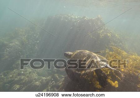 Stock Photo - Sea turtle swimming underwater, Tagus Cove, Isabela Island, Galapagos Islands, Ecuador. Fotosearch