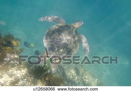 Stock Photograph - Sea turtle swimming underwater, Tagus Cove, Isabela Island, Galapagos Islands, Ecuador. Fotosearch