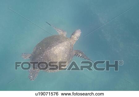 Sea turtle swimming underwater, Tagus Cove, Isabela Island, Galapagos Islands, Ecuador View Large Photo Image Stock Photograph - Sea turtle swimming underwater, Tagus Cove, Isabela Island, Galapagos Islands, Ecuador. Fotosearch