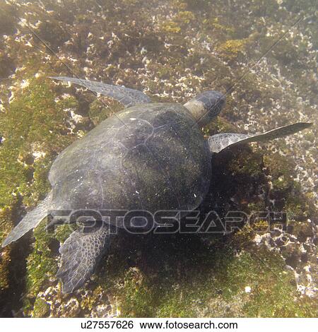 Sea turtle swimming underwater, Tagus Cove, Isabela Island, Galapagos Islands, Ecuador View Large Photo Image Stock Photograph - Sea turtle swimming underwater, Tagus Cove, Isabela Island, Galapagos Islands, Ecuador. Fotosearch