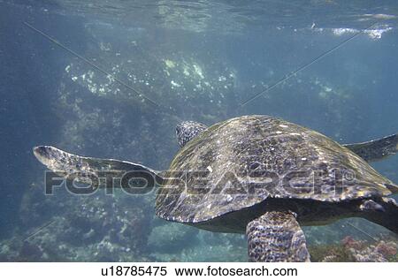 Stock Photography - Sea turtle swimming underwater, Tagus Cove, Isabela Island, Galapagos Islands, Ecuador. Fotosearch