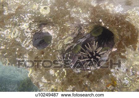 Sea Urchin underwater, Puerto Egas, Santiago Island, Galapagos Islands, Ecuador View Large Photo Image Stock Photo - Sea Urchin underwater, Puerto Egas, Santiago Island, Galapagos Islands, Ecuador. Fotosearch