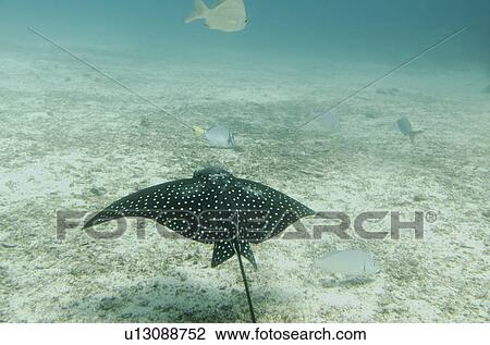 Stock Image - Spotted Eagle Ray (Aetobatus narinari) fish swimming underwater, Santa Cruz Island, Galapagos Islands, Ecuador. Fotosearch