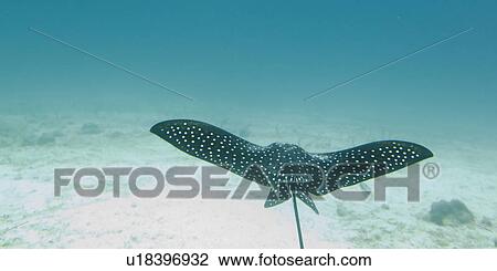 Spotted Eagle Ray (Aetobatus narinari) fish swimming underwater, Santa Cruz Island, Galapagos Islands, Ecuador View Large Photo Image Stock Image - Spotted Eagle Ray (Aetobatus narinari) fish swimming underwater, Santa Cruz Island, Galapagos Islands, Ecuador. Fotosearch