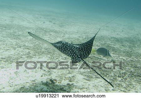 Spotted Eagle Ray Aetobatus Narinari Fish Swimming Underwater Santa Cruz Island Galapagos Islands Ecuador Stock Image U19913221 Fotosearch