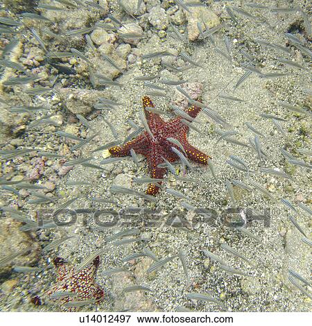 Starfish and school of fish swimming underwater, Bartolome Island, Galapagos Islands, Ecuador View Large Photo Image Stock Photo - Starfish and school of fish swimming underwater, Bartolome Island, Galapagos Islands, Ecuador. Fotosearch